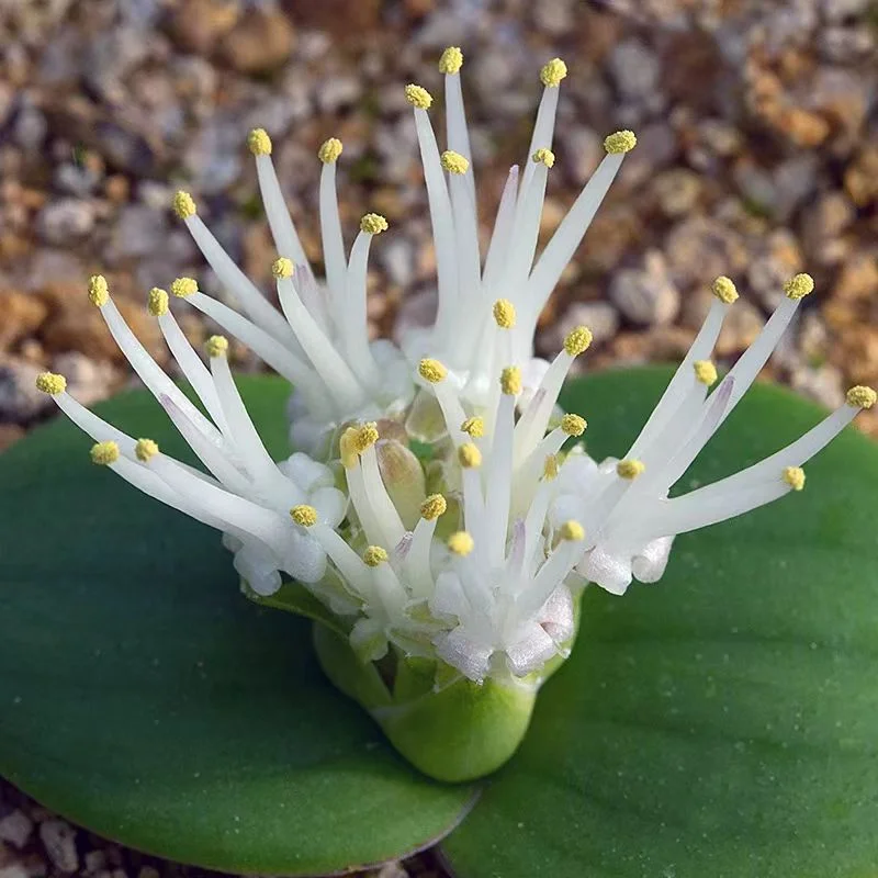 plant Aeonium Echeveria Haworthia  Caudex  Lithops Cactus  Agave 