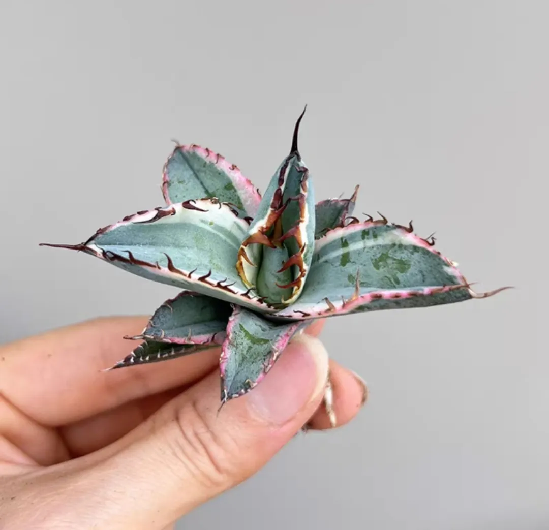 plant Aeonium Echeveria Haworthia  Caudex  Lithops Cactus  Agave 