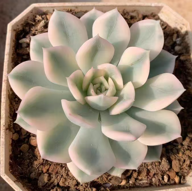 plant Aeonium Echeveria Haworthia  Caudex  Lithops Cactus  Agave 