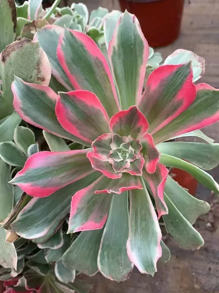 1072.Green pink fairy cutting 8-10cm/Aeonium cutting/Aeonium plants / Succulent plants / Garden landscape / Carefully select healthy plants