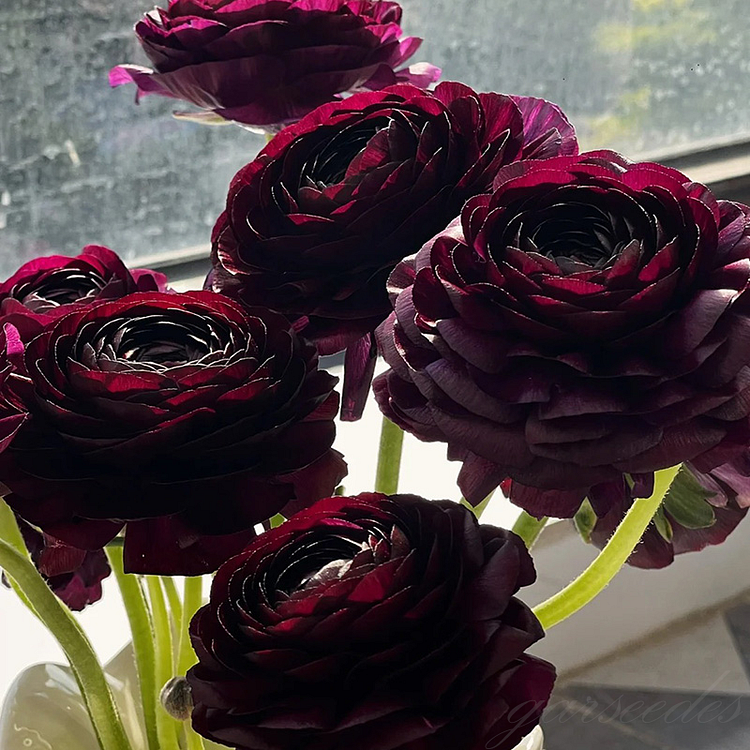 🔥50% OFF🌷Ranunculus Seeds – Easy to Grow