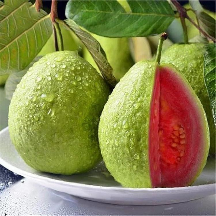 Pink Guava Seeds for Planting- Suitable for Pots,Greenhouses, and Outdoor Gardens