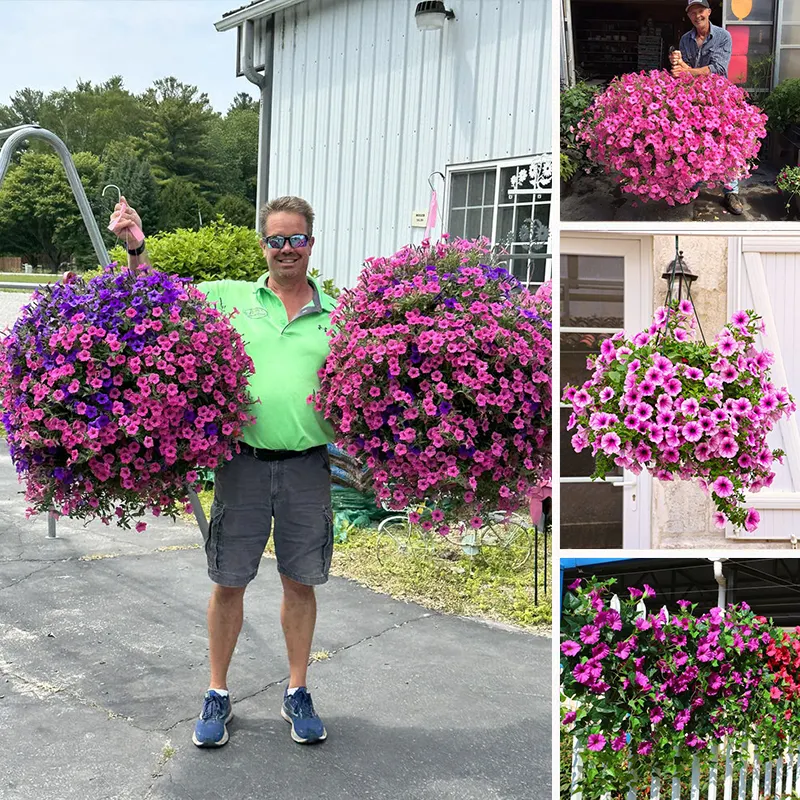 💐2025 Spring Hot Sale✨UV Simulation Artificial Petunias