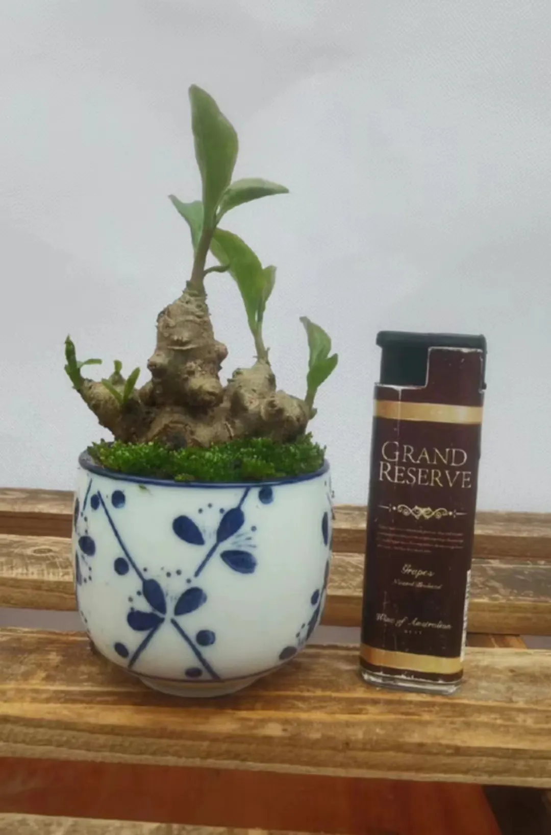 plant Aeonium Echeveria Haworthia  Caudex  Lithops Cactus  Agave 