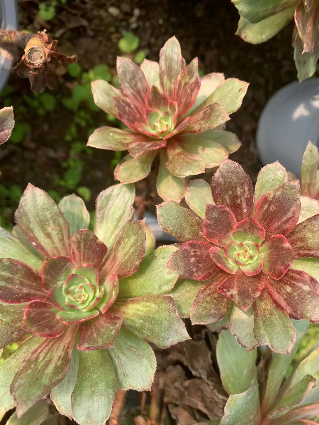 plant Aeonium Echeveria Haworthia  Caudex  Lithops Cactus  Agave 