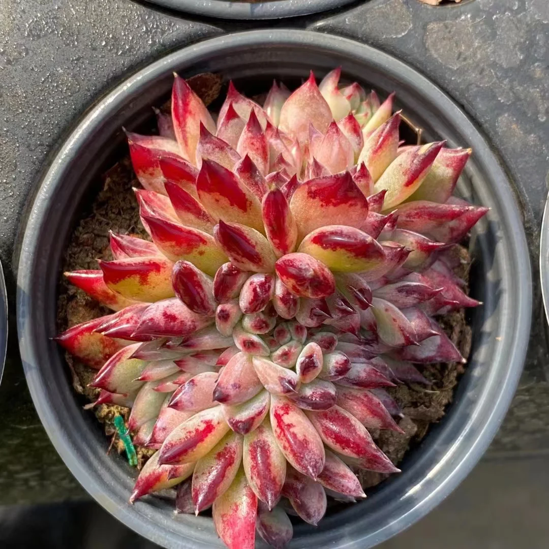 plant Aeonium Echeveria Haworthia  Caudex  Lithops Cactus  Agave 