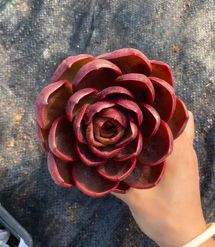 plant Aeonium Echeveria Haworthia  Caudex  Lithops Cactus  Agave 