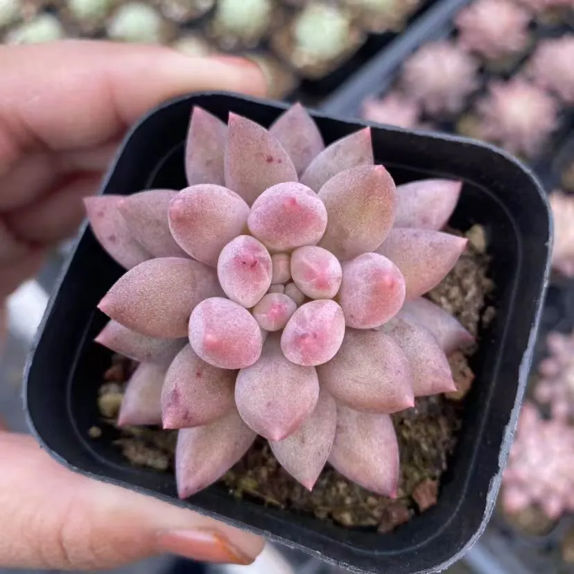 plant Aeonium Echeveria Haworthia  Caudex  Lithops Cactus  Agave 