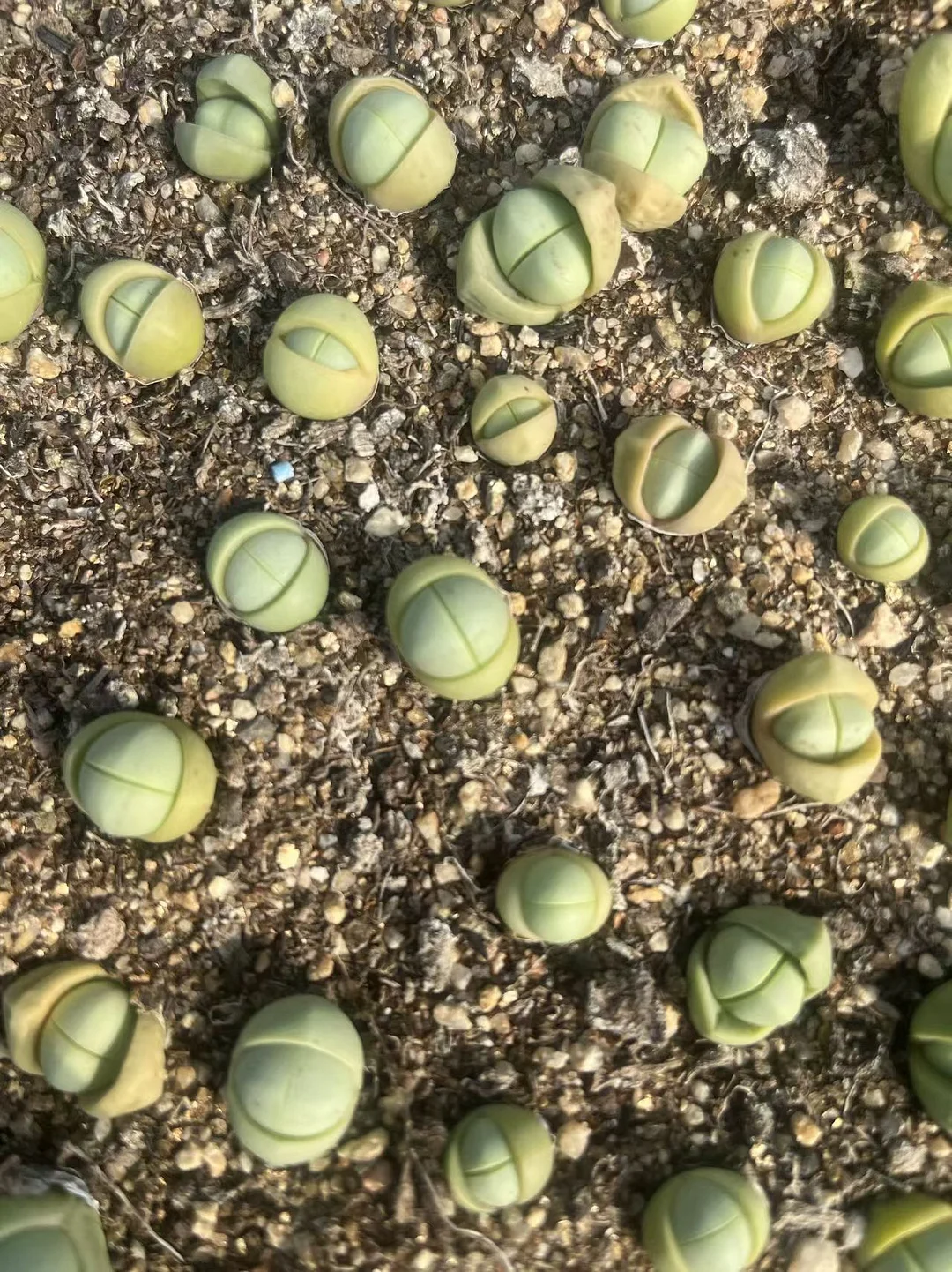 plant Aeonium Echeveria Haworthia  Caudex  Lithops Cactus  Agave 