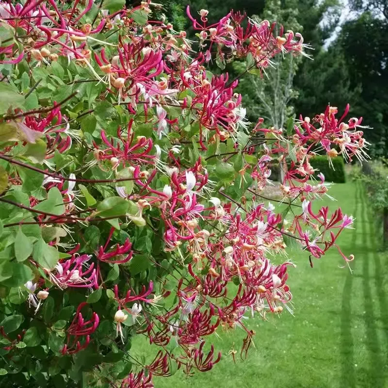 Colorful Honeysuckle Seeds 👍Flowers that are good for your health🌿