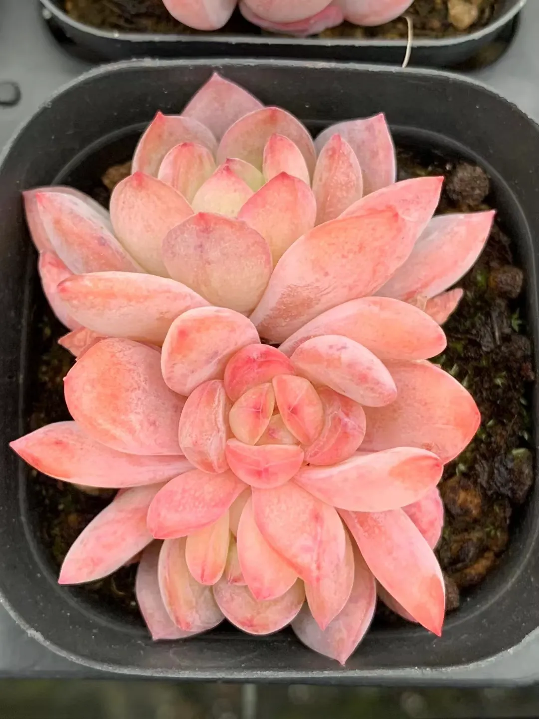 plant Aeonium Echeveria Haworthia  Caudex  Lithops Cactus  Agave 