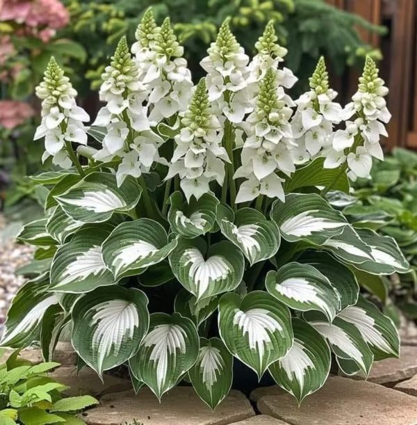 🔥🔥Last day clearance🔥Premium Rare Hosta Seeds🌿Shade-Tolerant Plant