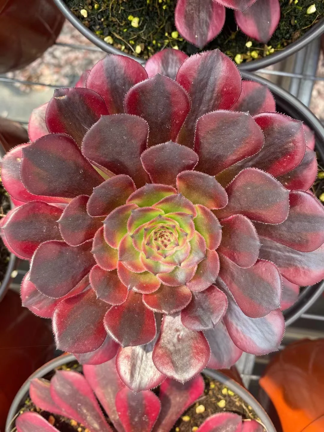 plant Aeonium Echeveria Haworthia  Caudex  Lithops Cactus  Agave 