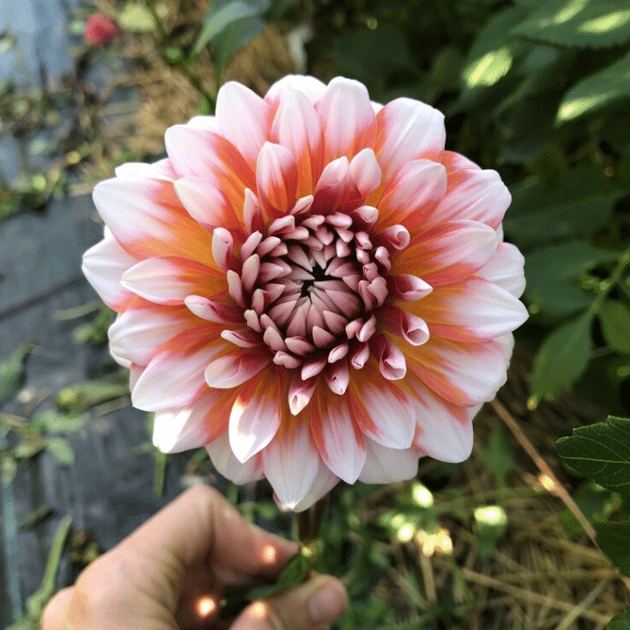 Dahlia ‘Orange N Snow’ Seeds Jonyparkseed®