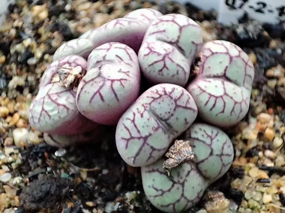 plant Aeonium Echeveria Haworthia  Caudex  Lithops Cactus  Agave 