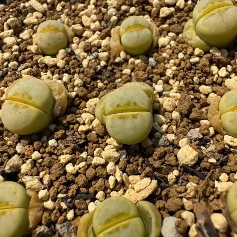 plant Aeonium Echeveria Haworthia  Caudex  Lithops Cactus  Agave 