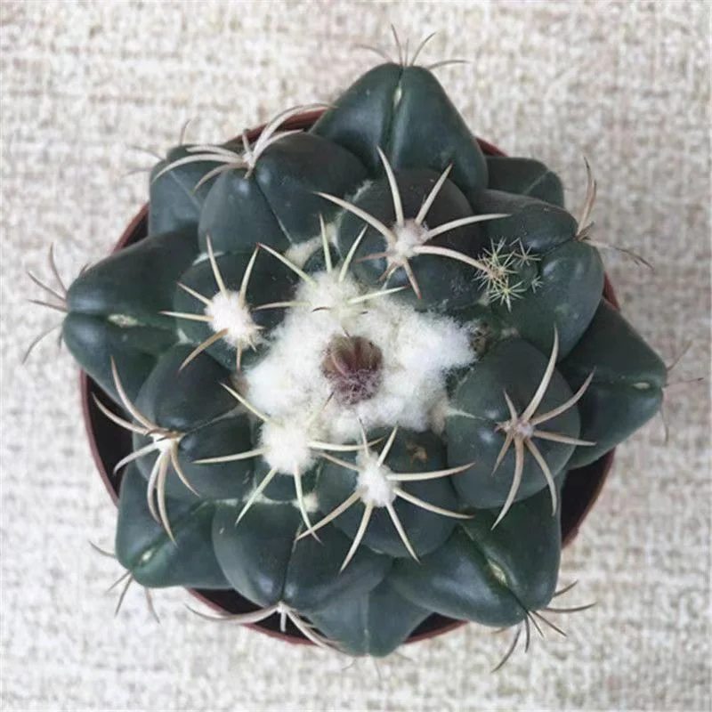 plant Aeonium Echeveria Haworthia  Caudex  Lithops Cactus  Agave 