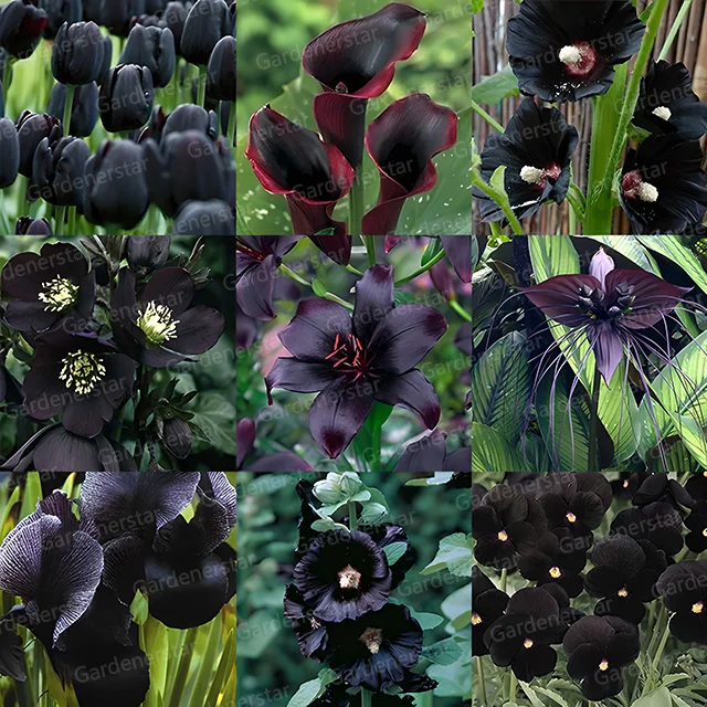 Exclusive Black Wildflower Seed Mix