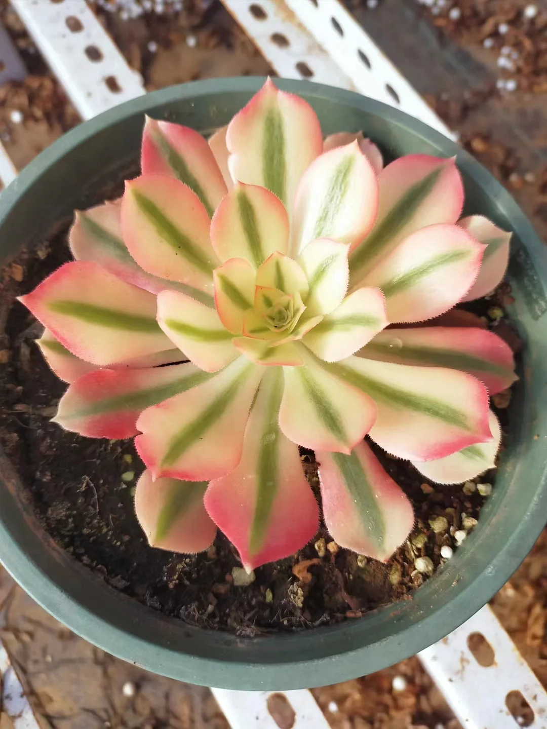 plant Aeonium Echeveria Haworthia  Caudex  Lithops Cactus  Agave 