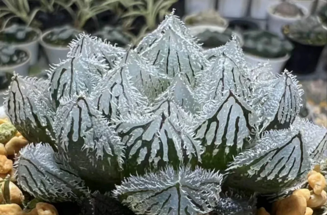 1031.Haworthia Obtusa Var.Pilifera 4-6cm /Haworthia/ Succulent plants / Garden landscape / Carefully select healthy plants