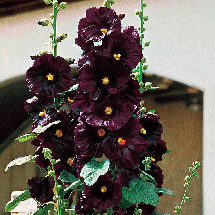 Last Day 60% OFF- Black Hollyhock Seeds - 98% Germination