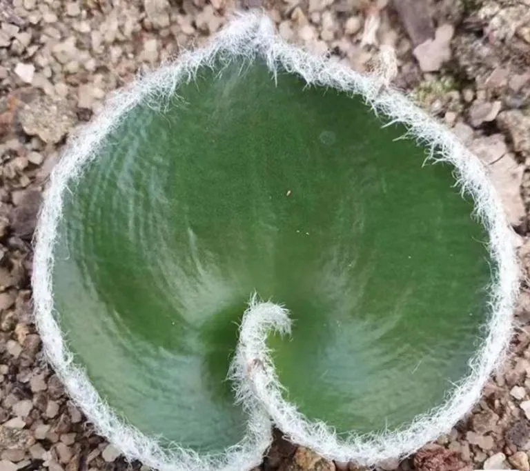 plant Aeonium Echeveria Haworthia  Caudex  Lithops Cactus  Agave 