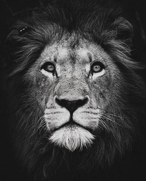 

Black and White Lion – Paint By Numbers - 40*50CM, 501 Original