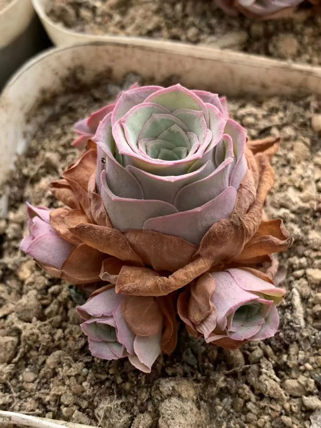 plant Aeonium Echeveria Haworthia  Caudex  Lithops Cactus  Agave 