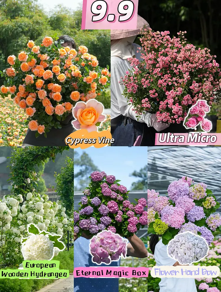 💥 One Day Left! Grab Gorgeous Blooms 💐
