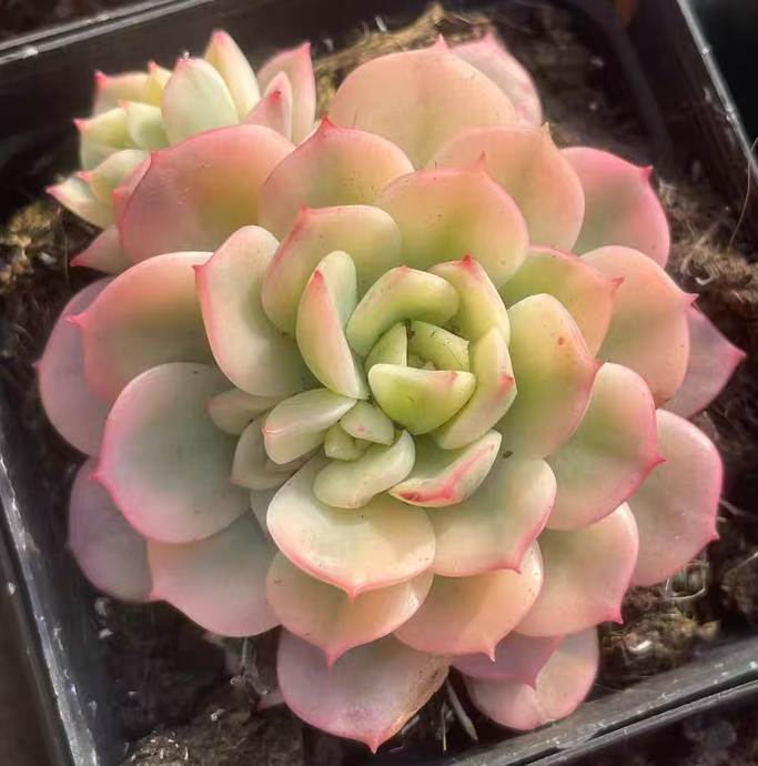 401. Victor var. single head and cluster/ Echeveria / Succulent plants / Garden landscape / Carefully select healthy plants