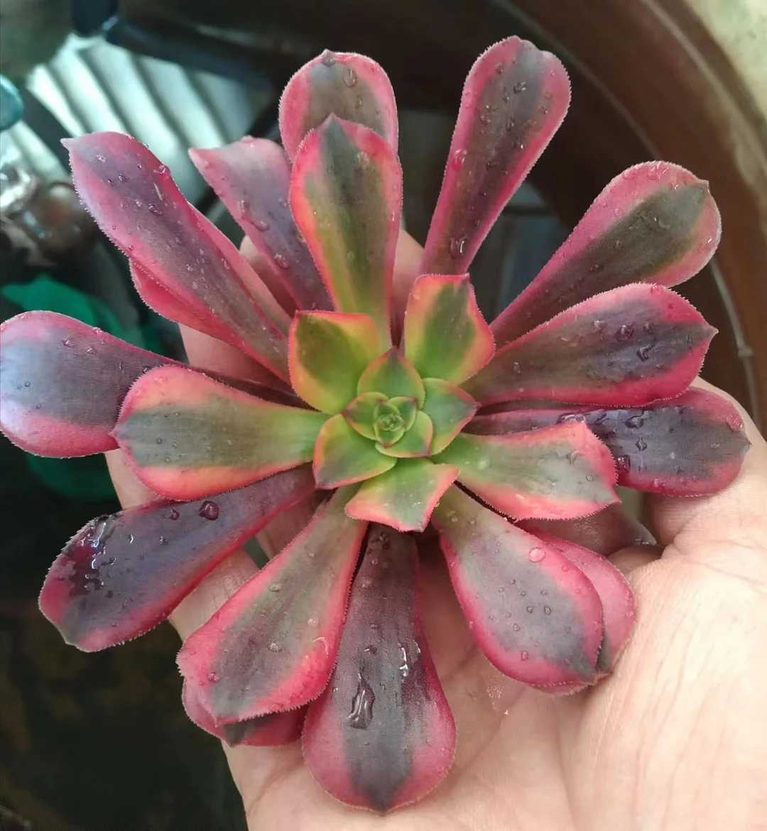535. Medusa yellow brocade cutting 8-10cm/ Aeonium cutting / Aeonium plants / Garden landscape / Carefully select healthy plants