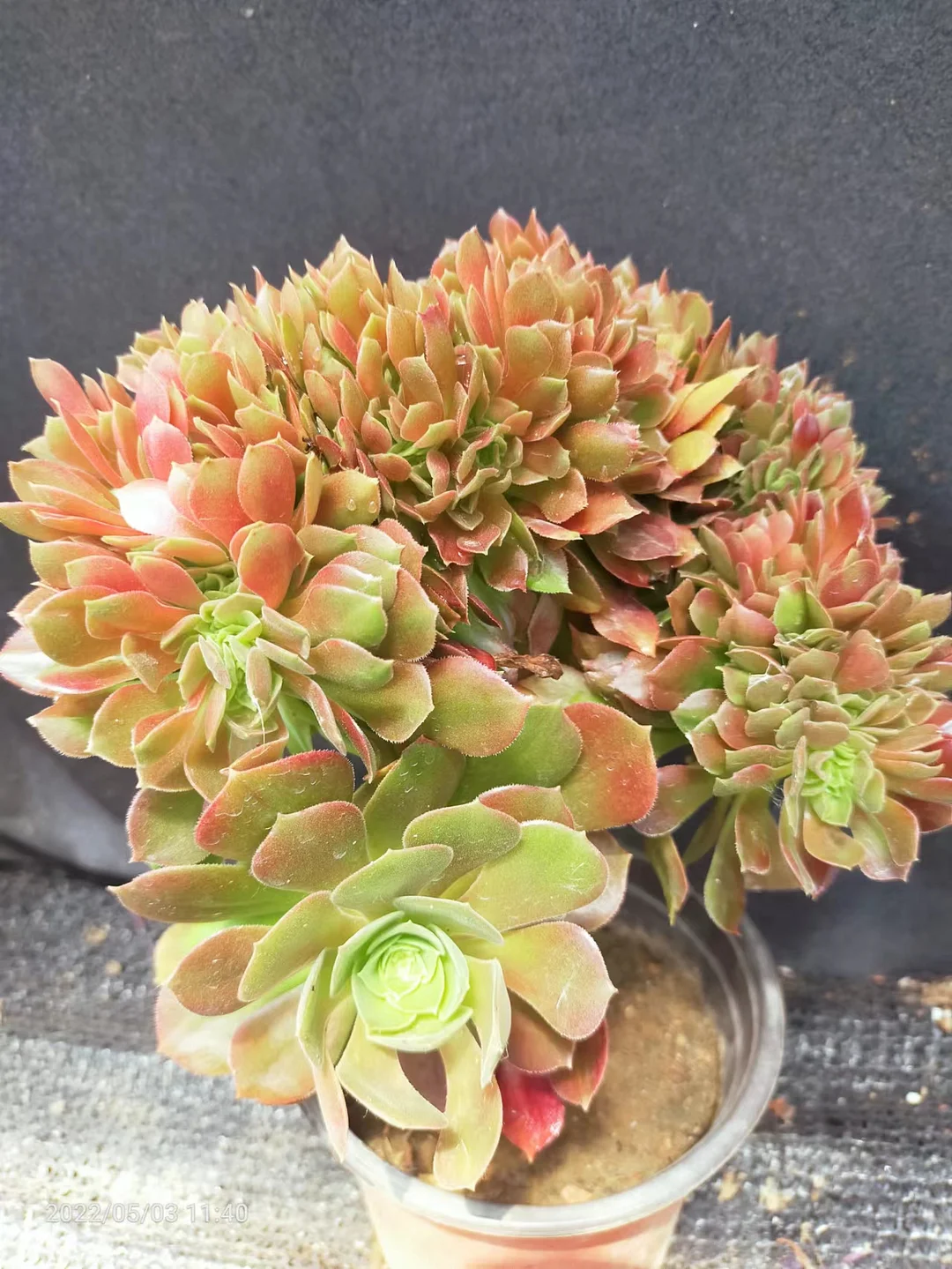 plant Aeonium Echeveria Haworthia  Caudex  Lithops Cactus  Agave 