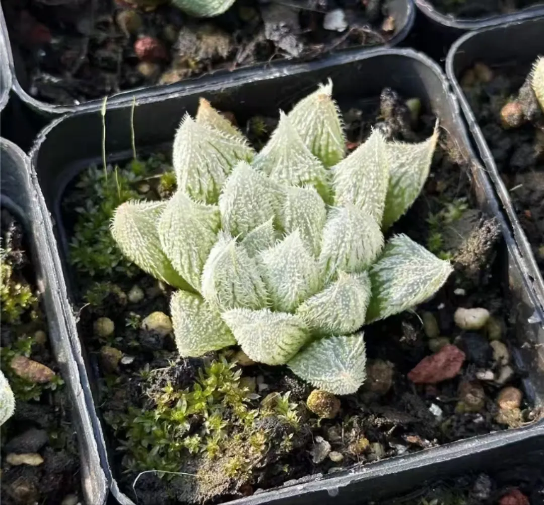 plant Aeonium Echeveria Haworthia  Caudex  Lithops Cactus  Agave 