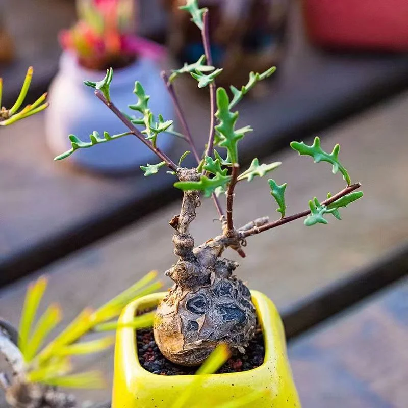 943. Othonna retrofracta 2-3cm/Caudex/ Succulent plants / Garden landscape / Carefully select healthy plants