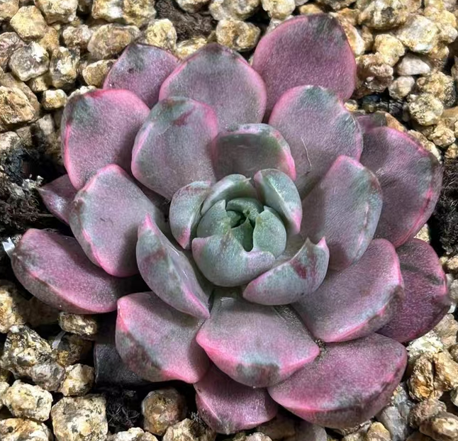 plant Aeonium Echeveria Haworthia  Caudex  Lithops Cactus  Agave 