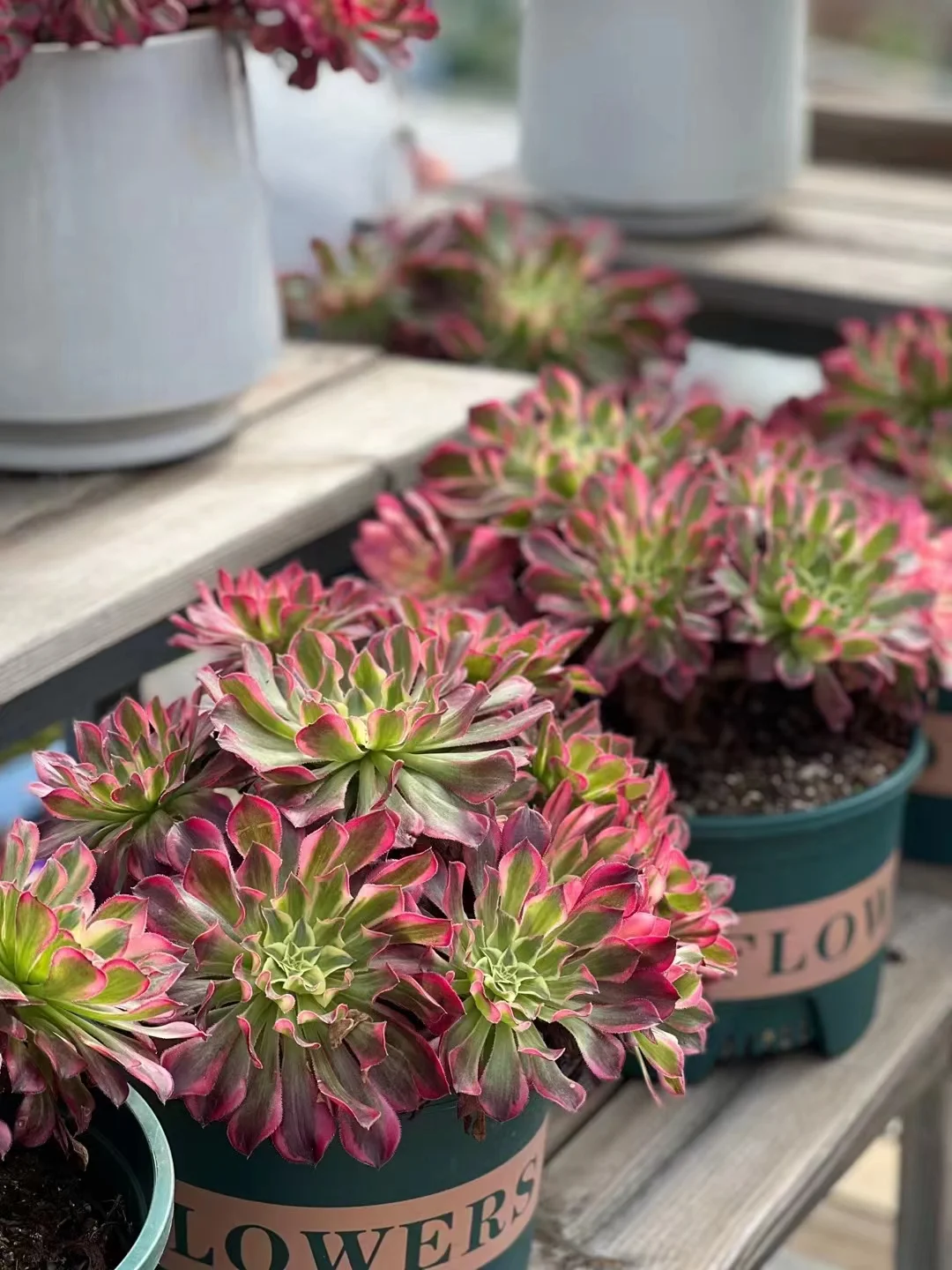 plant Aeonium Echeveria Haworthia  Caudex  Lithops Cactus  Agave 