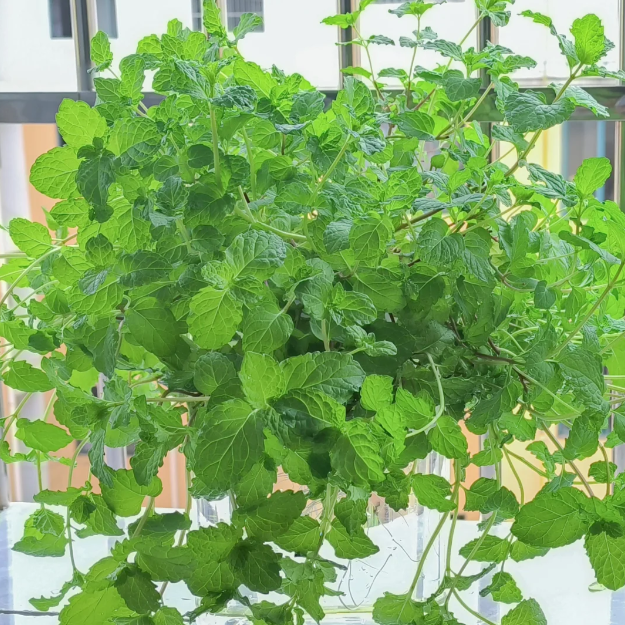 🍃The Latest Ornamental And Edible Mint Varieties