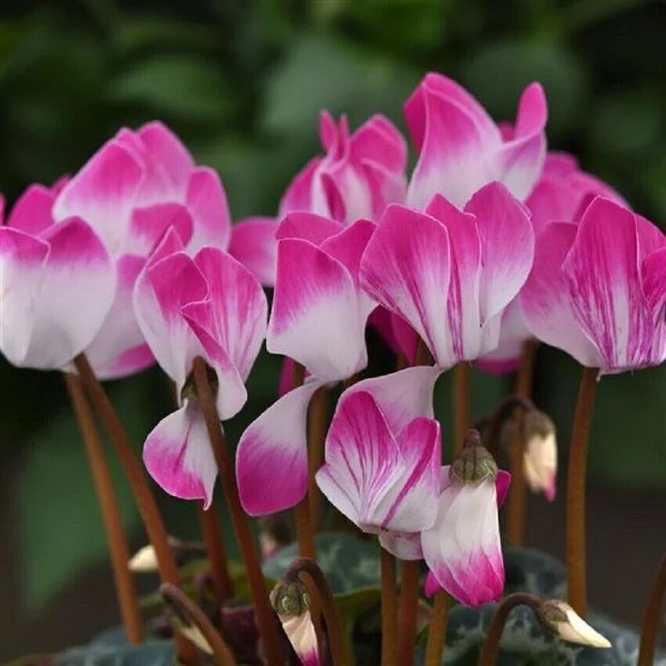 Cyclamen Seeds