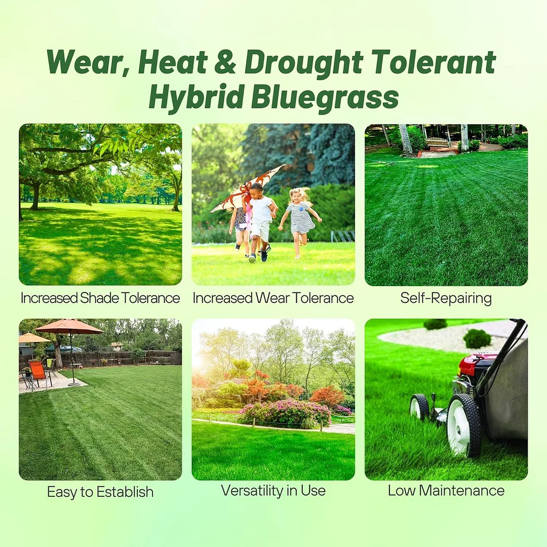 Kentucky Bluegrass - Hybrid SPF-30