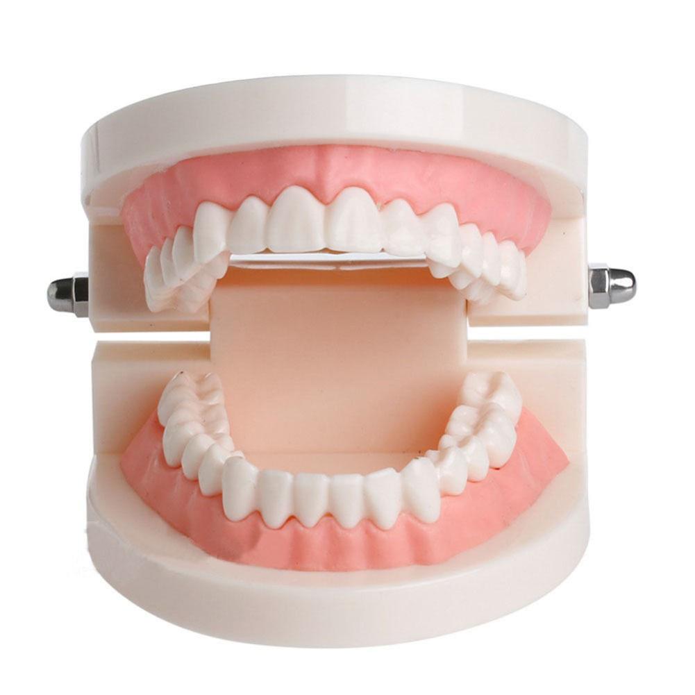 

Standard Tooth Teaching Giant Teeth Model Extractions Of Medical Education, 501 Original