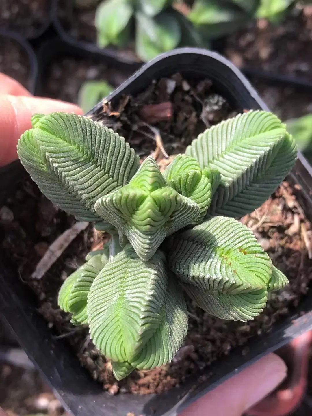 plant Aeonium Echeveria Haworthia  Caudex  Lithops Cactus  Agave 