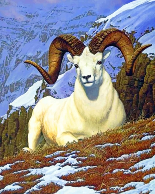 

White Bighorn Sheep – Paint By Numbers - 40*50CM, 501 Original