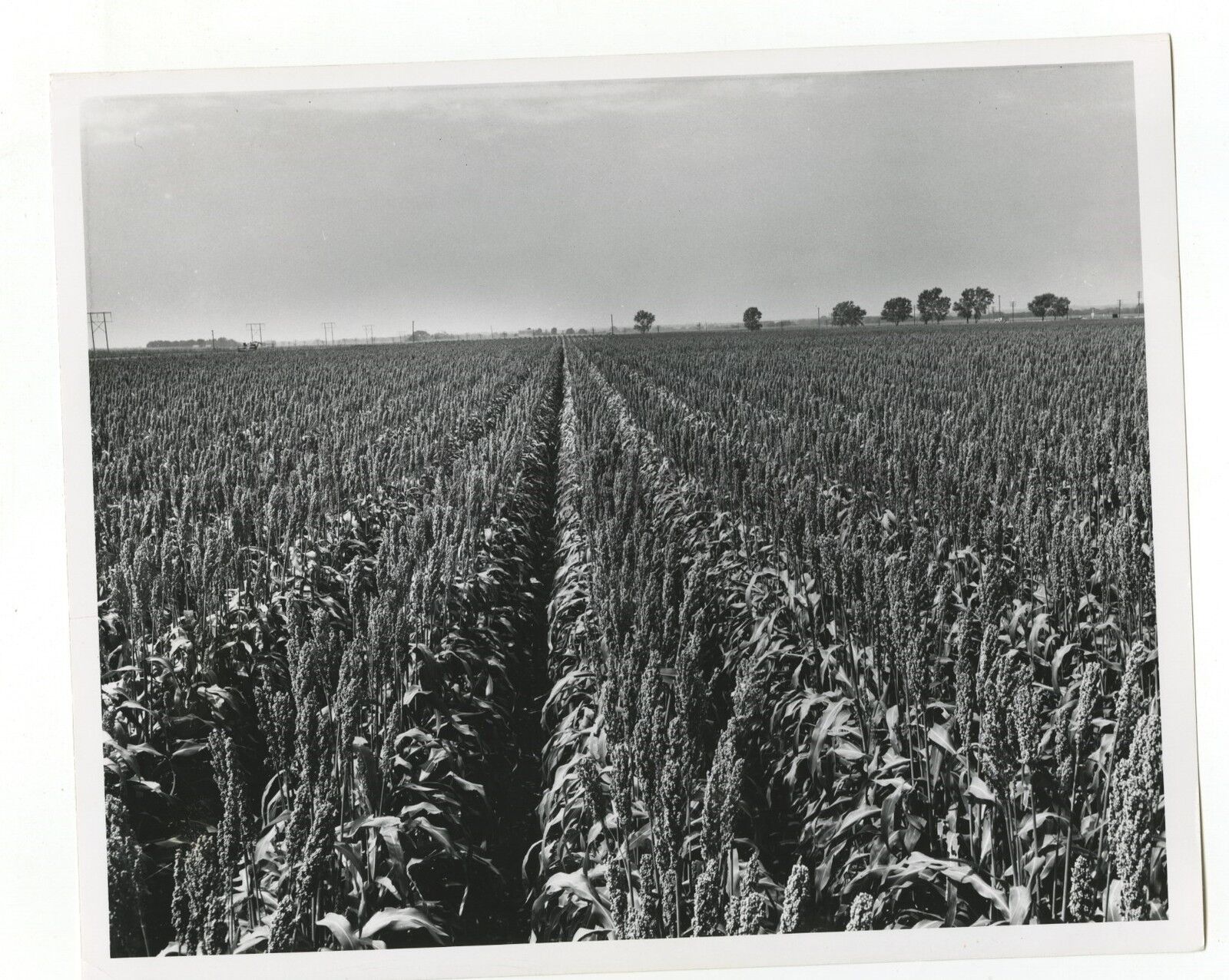 Nebraska History - Vintage 8x10 Publication Photo Poster paintinggraph - Sorgum Field