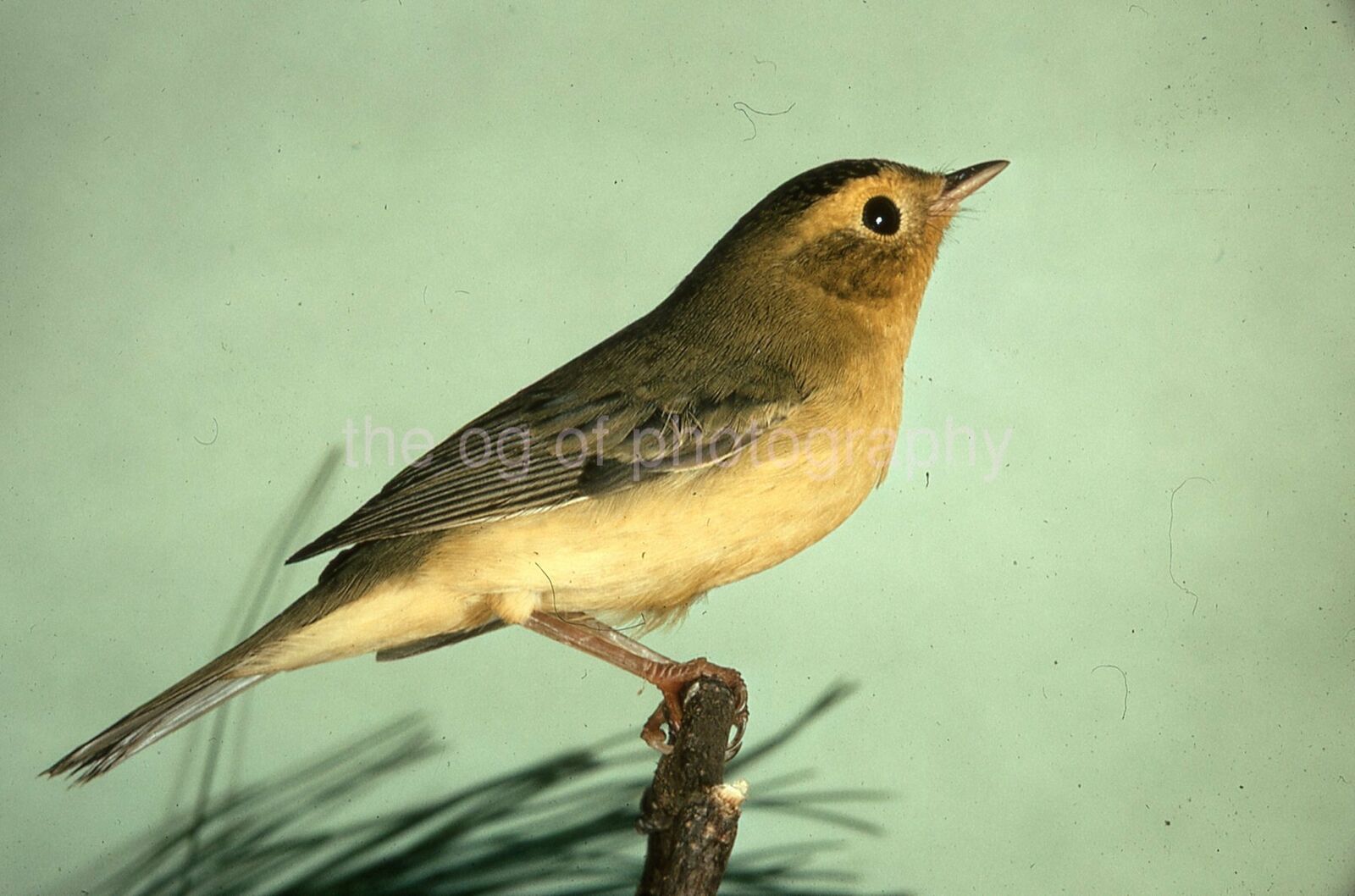 WILSON′S WARBLER 35mm FOUND BIRD SLIDE Vintage COLOR Photo Poster painting 15 T 10 J