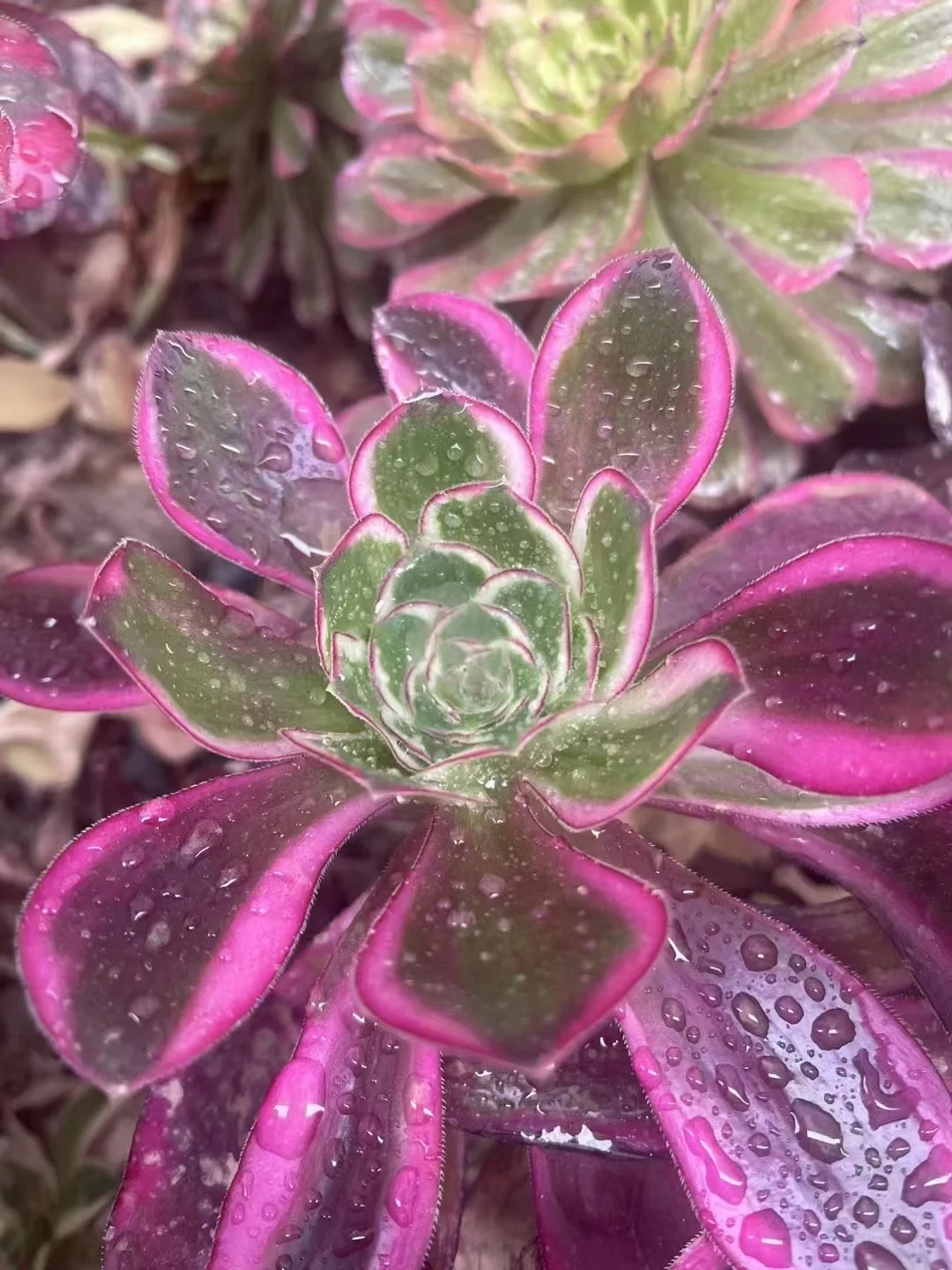 plant Aeonium Echeveria Haworthia  Caudex  Lithops Cactus  Agave 