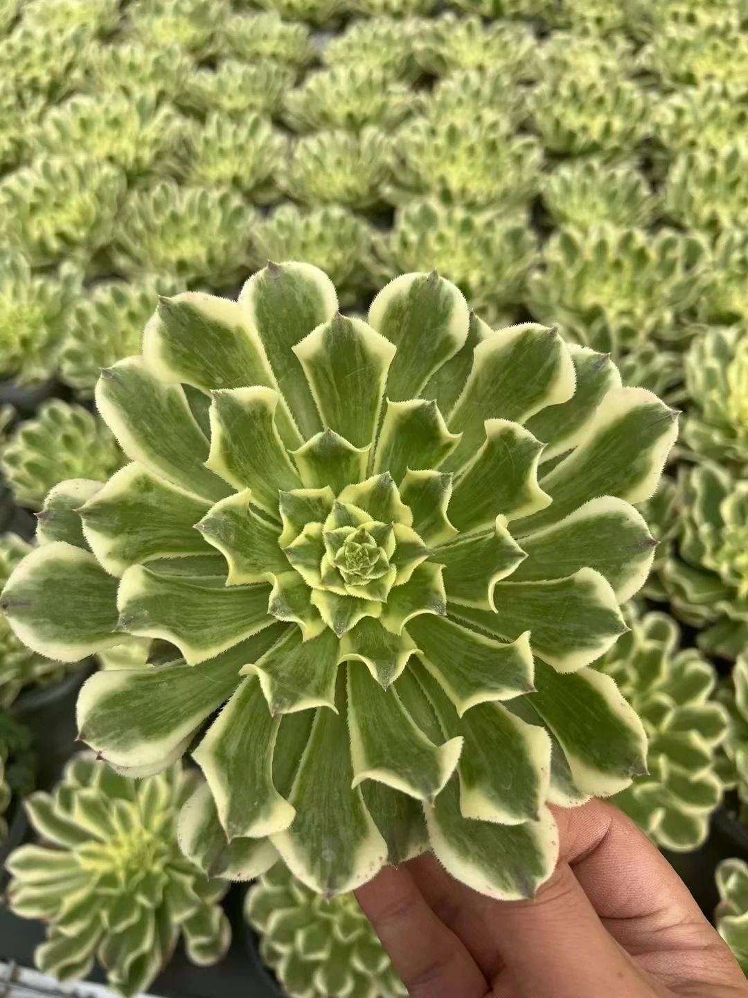 plant Aeonium Echeveria Haworthia  Caudex  Lithops Cactus  Agave 