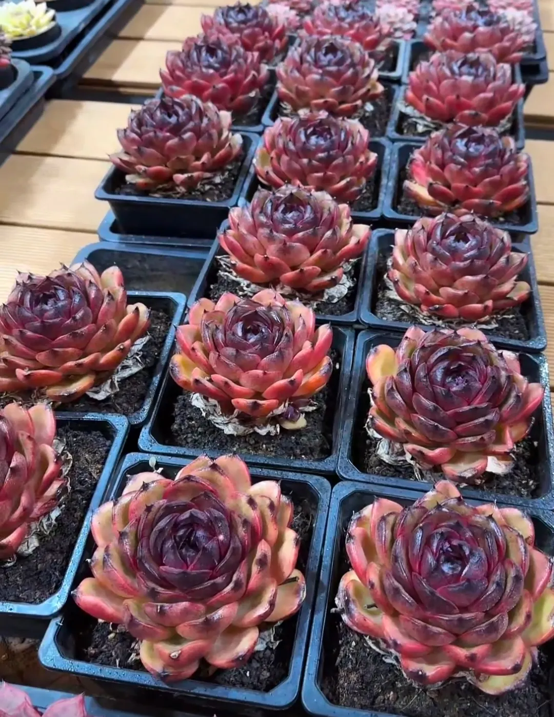 plant Aeonium Echeveria Haworthia  Caudex  Lithops Cactus  Agave 