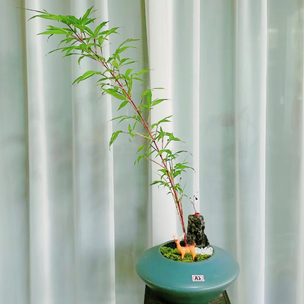 🎋Ornamental Miniature Purple Bamboo——“Lucky Feng Shui Bamboo”