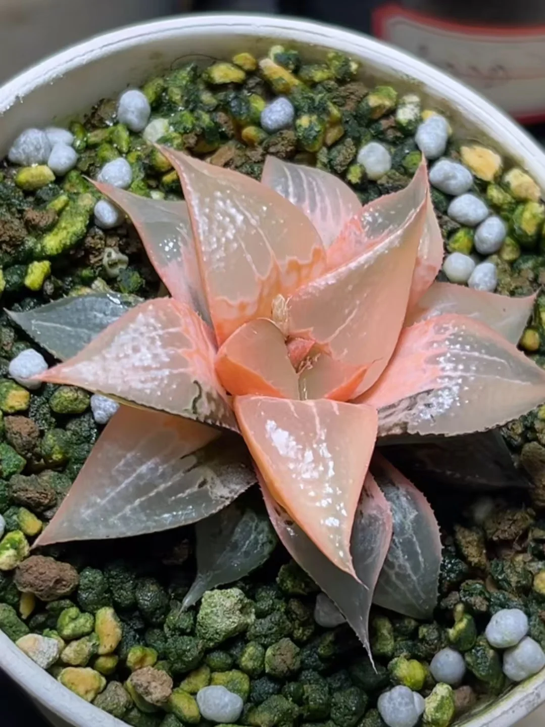 onestock.Haworthia Shuten-doji Variegated 5.6cm/ Haworthia/ Succulent plants / Garden landscape / Carefully select healthy plants