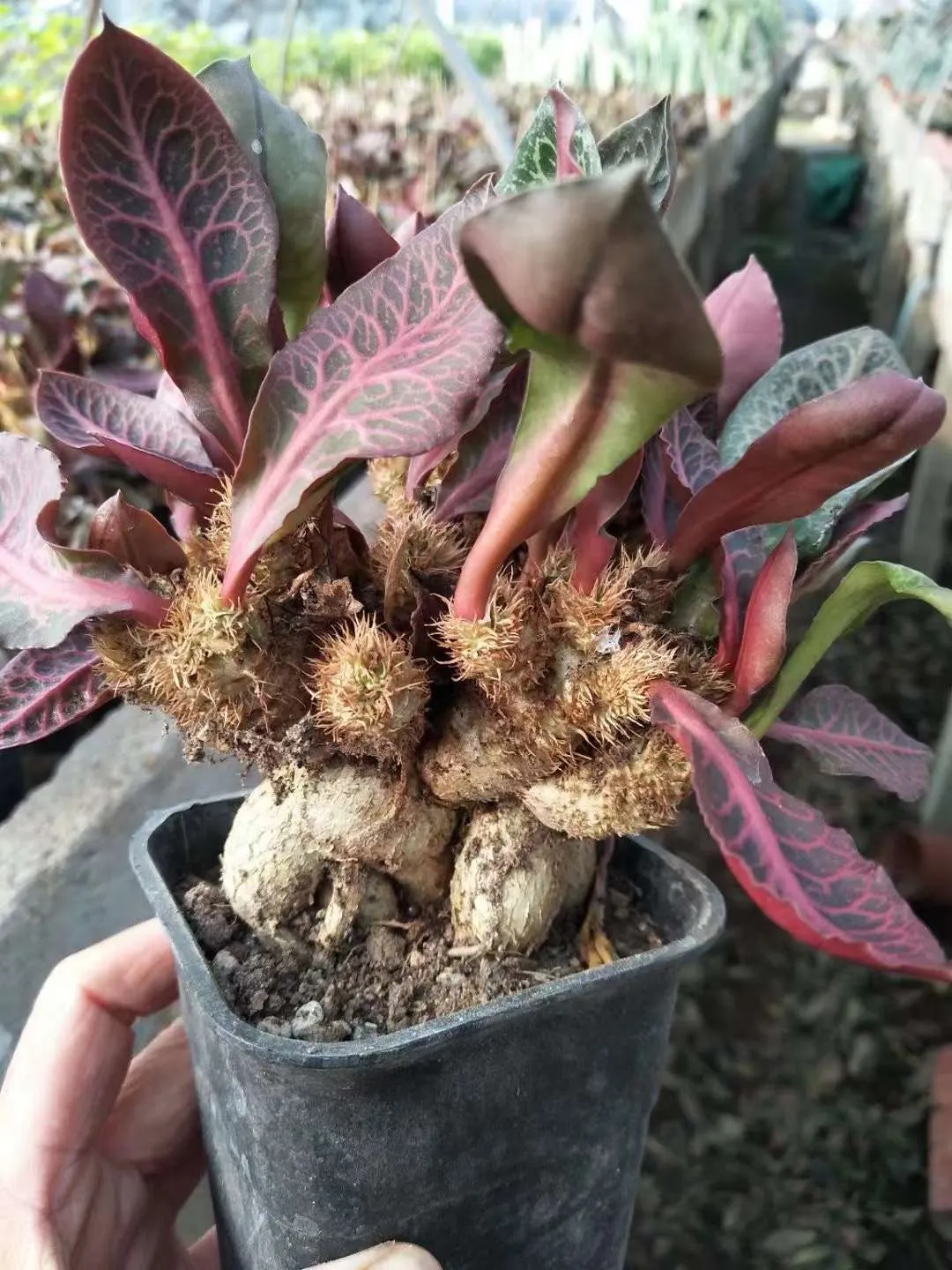 plant Aeonium Echeveria Haworthia  Caudex  Lithops Cactus  Agave 
